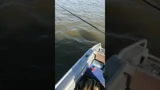 Главный банк. Сазан на жмых