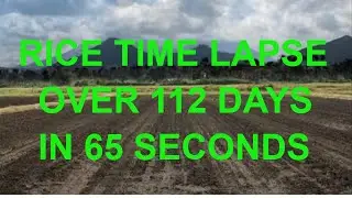 Time Lapse Of Rice Growing Over 112 Days In 65 Seconds #timelapse#rice