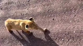 Crater Lions