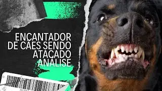 Analisando o ataque sofrido pelo Encantador de Cães por um labrador