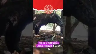 KOMODO Vs KING COBRA