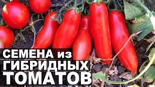 Семена из гибридных томатов брисколино f1