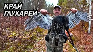 Охота на глухаря. Глухариное место