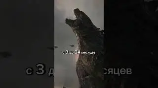 ЭТАПЫ ВЗРОСЛЕНИЯ КОРГИ 