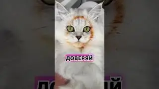 Коты и кошки. #shorts  #cat #funny #юмор