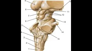 Brain stem  Cerebellum