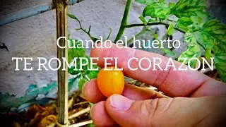 CUANDO EL HUERTO TE ROMPE EL CORAZÓN | y como podar pimientos para tener una mejor cosecha