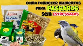 COMO FONERCER ALIMENTACAO PARA  PASSAROS  ( SIMPLES E PRATICO )!!!!#coleiro #trincaferro #papacapim