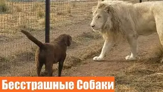 Слишком Смелые Собаки / Собаки Нарываются на Неприятности