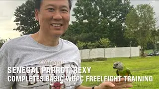 WOPC Member’s Senegal Parrot Completes Basic Freeflight Training