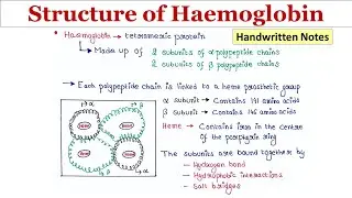Structure of Haemoglobin | Handwritten notes