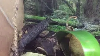 Кормление водяного ужа/Natrix Tessellata feeding