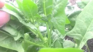 Question about spinach?