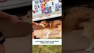 The sweet moment of this dog waiting for something exciting.