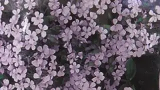 Дэвид Айк “Род человеческий, встань с колен! Лев больше не спит” аудиокнига ч. 1. 2