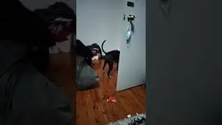 Pitbulls and the things they love