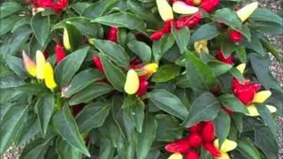 Ornamental Peppers - All About Color