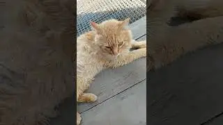 МАРСИК НА УЛИЦЕ ❤️ МУЗЫКА:Симбочка Пимпочка 