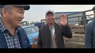 АБАЙ_ЭМКАДОС МАЛ КУЙ БОЗАР НАРХЛАР 2024_05_15