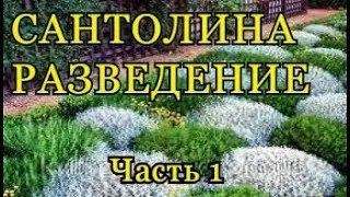 Сантолина - размножение (часть 1). Santolina.