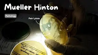 Media Prep | How to make Mueller Hinton Agar | Step by step guide | Microbiology | Petri Plates