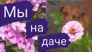 Мы на даче🏡