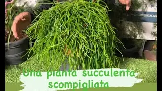 Cugino ITT ... direttamente dalla famiglia Addams