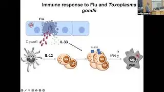 Balancing the host immune response during infection