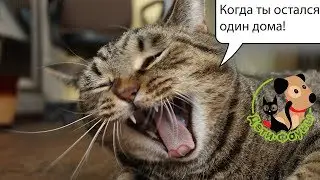 Если уезжаем, как поступить с кошкой, взять с собой или...?