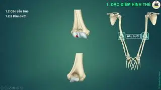 CHI TRÊN: XƯƠNG CÁNH TAY (PPT)