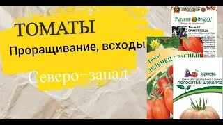 Томаты Полосатый шоколад, синяя гроздь, красный леденец. От посева до всходов.