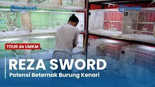 TERNAK KENARI, POTENSI DAN TANTANGANNYA