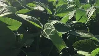 Высокоурожайный сорт сои НС Катя фаза цветение