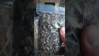 Три самых мощных корня - пырей, лопух, одуванчик!