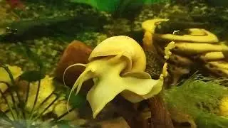 Улитка Ампулярия стала еще  больше 😯