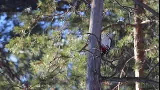 подобно дятлам...