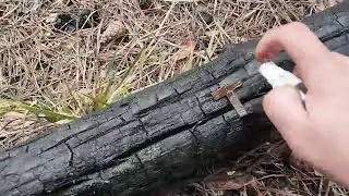 Вот это я дал сегодня жару , открыл сезон дак открыл ...