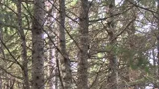 ОХОТА НА МЕДВЕДЯ   С ЛУКОМ  DIY Minnesota Bear Hunt