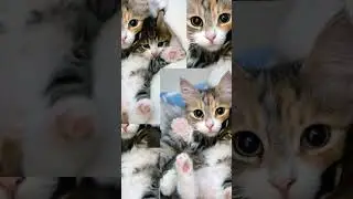 #котики#пушистики#красивые#топ#лайк#