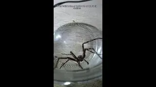 Where Do Spiders Live? 🕷️ | Exploring Spider Habitats #Spiders #Habitats #Wildlife