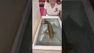 Arowana fish 🥰🥰❤️