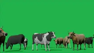 Cows Screen Green