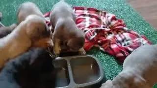 Cane Corso Christmas Litter