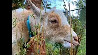 Our life with Goats!