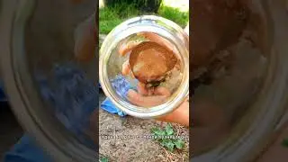 Народное средство от слизней и улиток #diyideas #дача #огород #дачныеидеи #сад