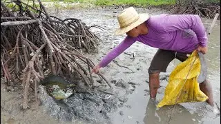 Wow I Dug Big Mud Crabs under Mangrove Trees at Shore