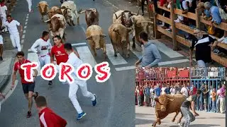 #España #valencia                                           Toros de calle en Alginet🦬