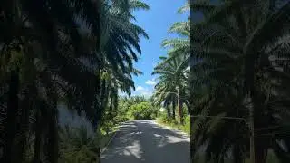 Пукет Тайланд пальмы кокосы.Путешествие.Природа.Океан. Солнечный день.#рекомендации #тайланд#природа