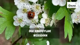 Der Eingrifflige Weißdorn | BUND Köln