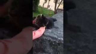Удю удю удю